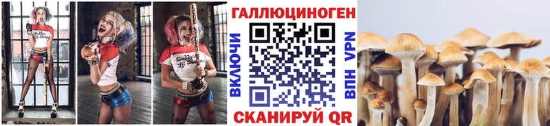 Галлюциногенные грибы Psilocybine cubensis  Новая Ладога 